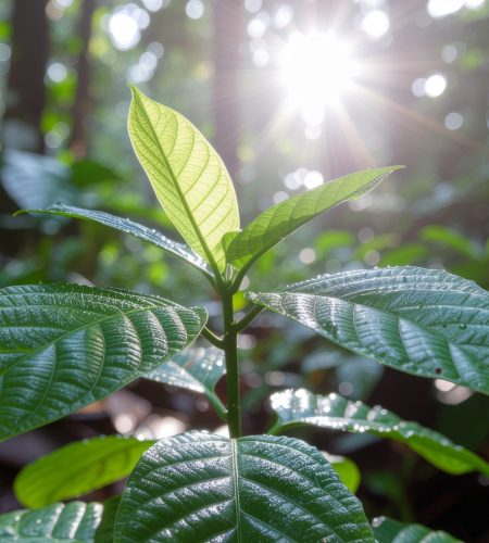 Samba 10 awenphyto by maelbanda.com